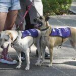 Una tarde para encontrar hogar, abrazos y futuro