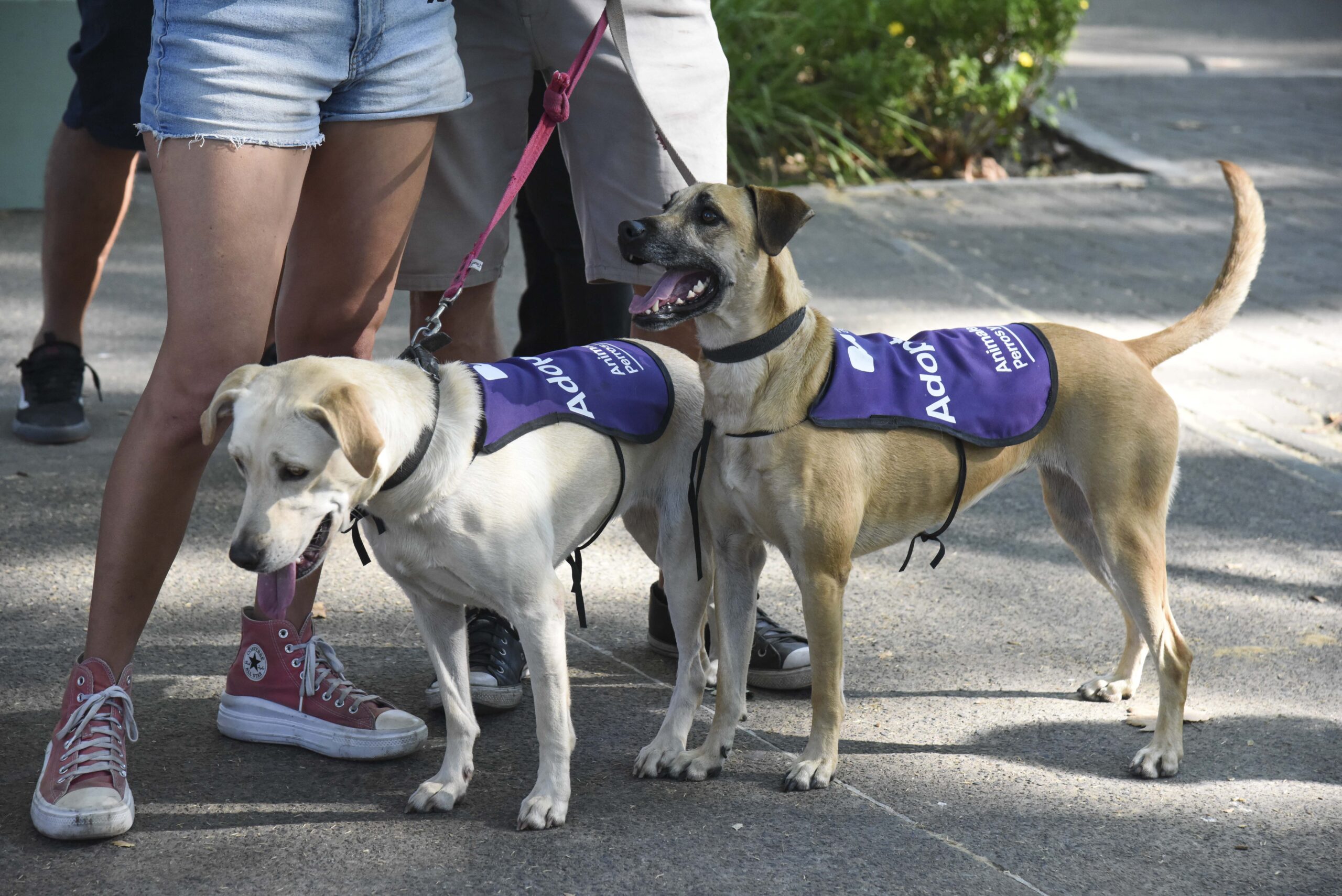 Una tarde para encontrar hogar, abrazos y futuro