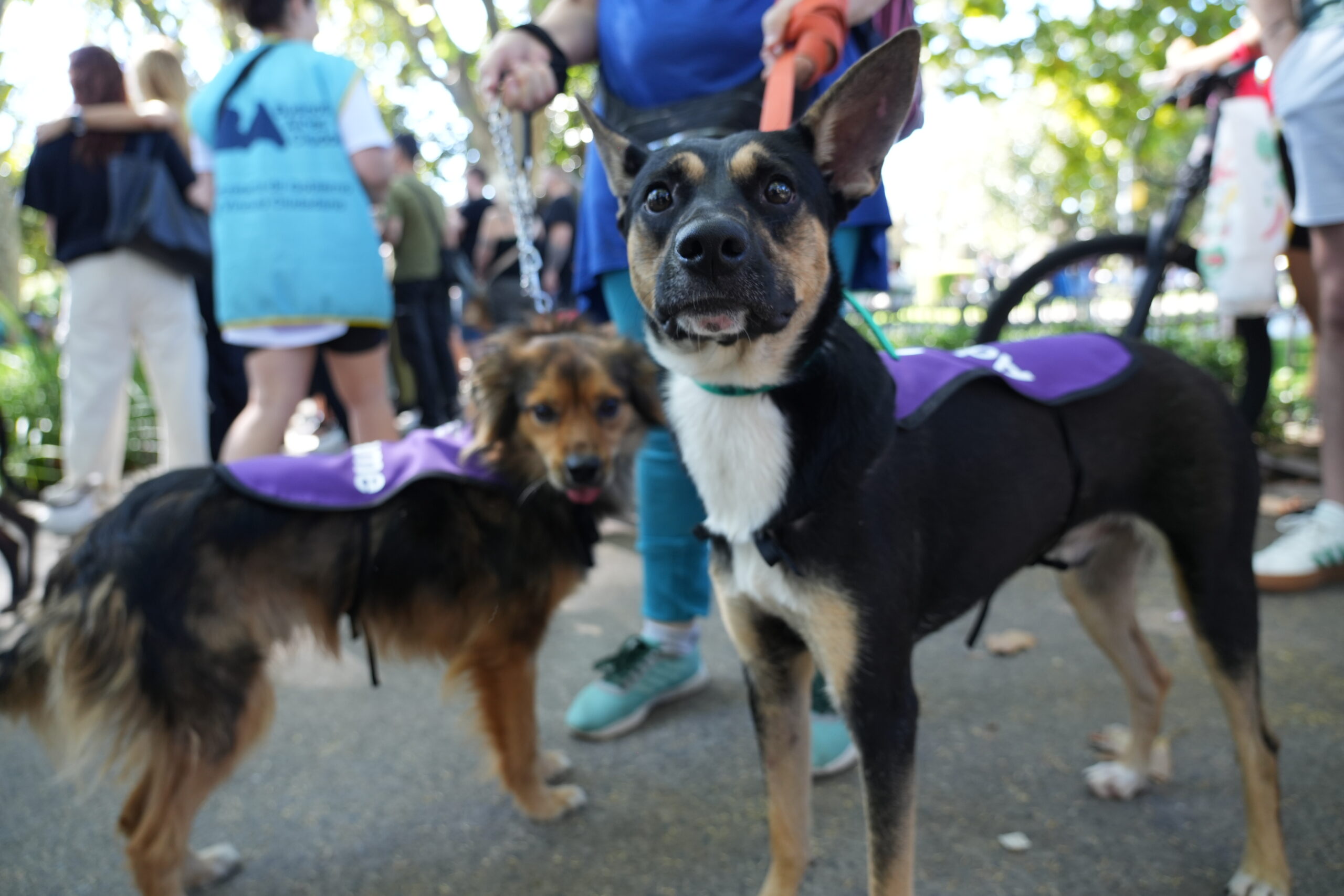 Jornada de adopción responsable en Parque Rivadavia